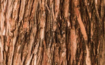 Notre expertise en communication au service de la filière bois depuis 1999